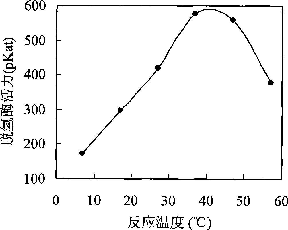 High-activity Chinese Caterpillar Fungus bacteria and oil suspension