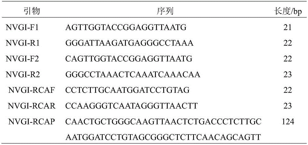 gi Genotype Norovirus Reverse Transcription Rolling Circle Amplification Method
