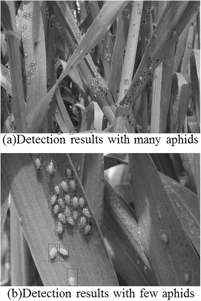 Field wheat aphid counting method