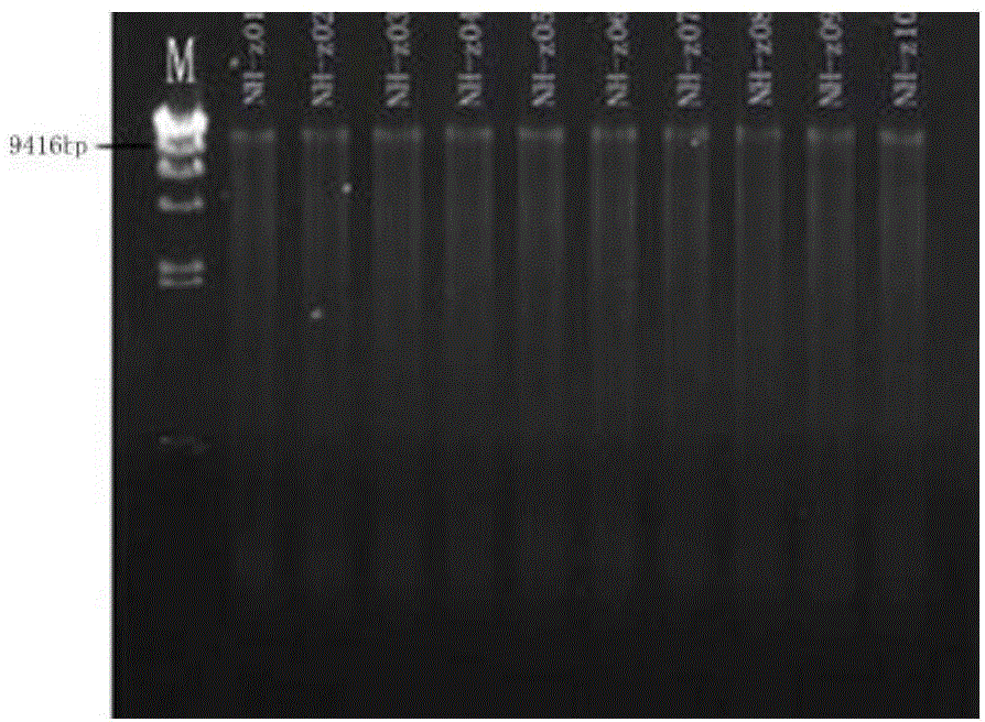 Nostoc flagelliforme genome DNA extraction method