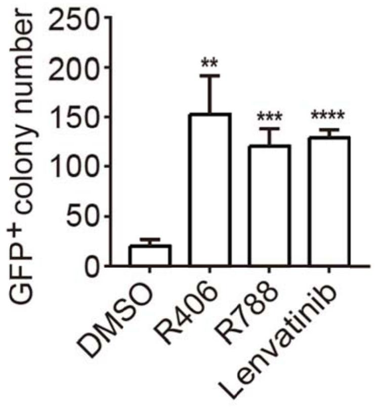 Application of R406 in promotion of somatic cell reprogramming, and reprogramming culture medium and method forpromotion of somatic cell reprogramming
