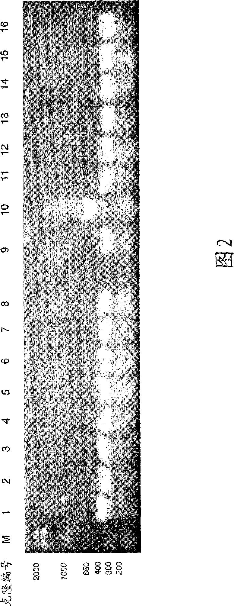 Cathepsin propeptide and uses thereof