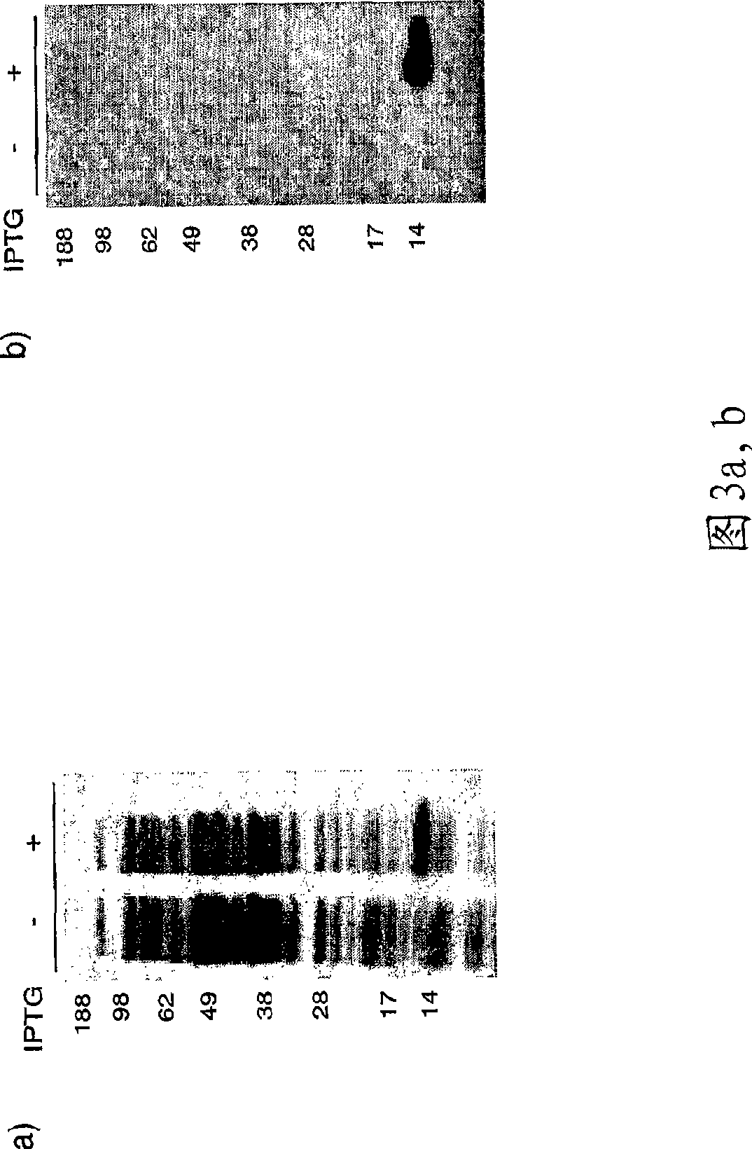 Cathepsin propeptide and uses thereof