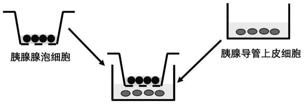 A method for constructing a co-culture system of pancreatic ductal epithelial cells and pancreatic acinar cells simulating the in vivo microenvironment