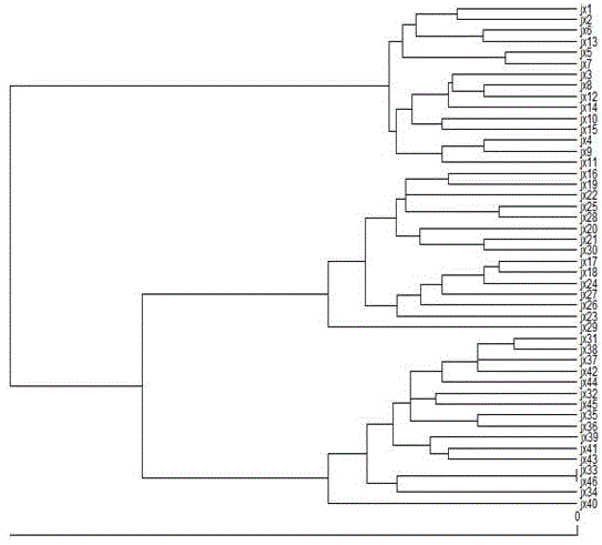 Method used for identifying different families of procambarus clarkii