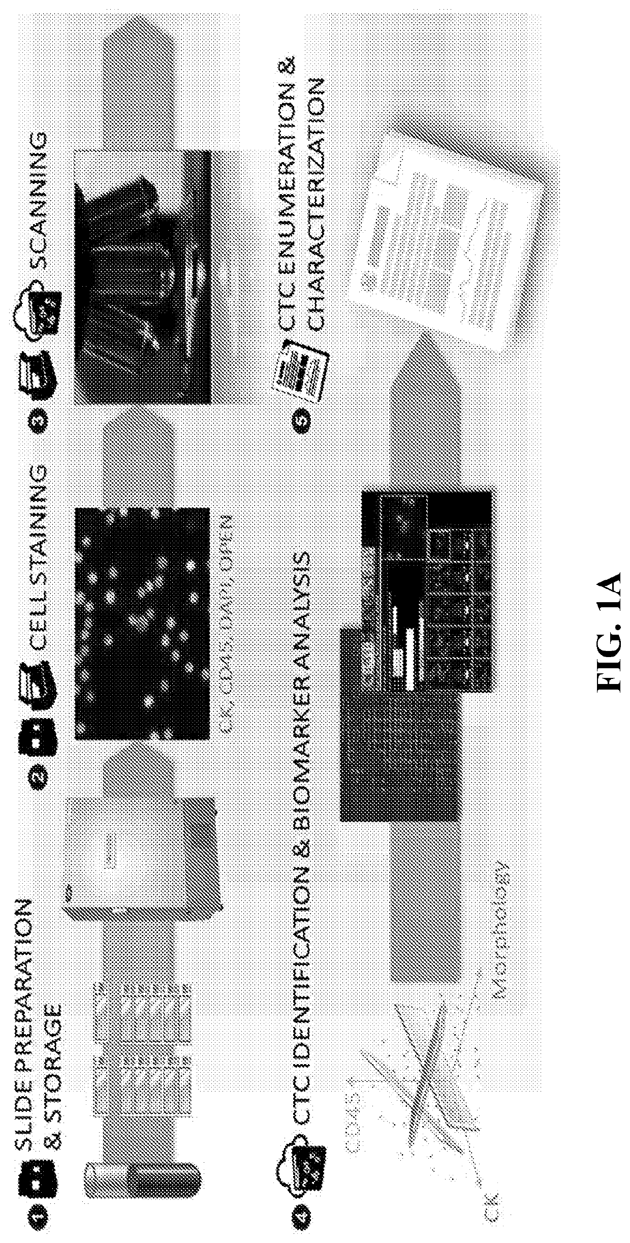 Methods of determining therapies based on single cell characterization of circulating tumor cells (CTCS) in metastatic disease