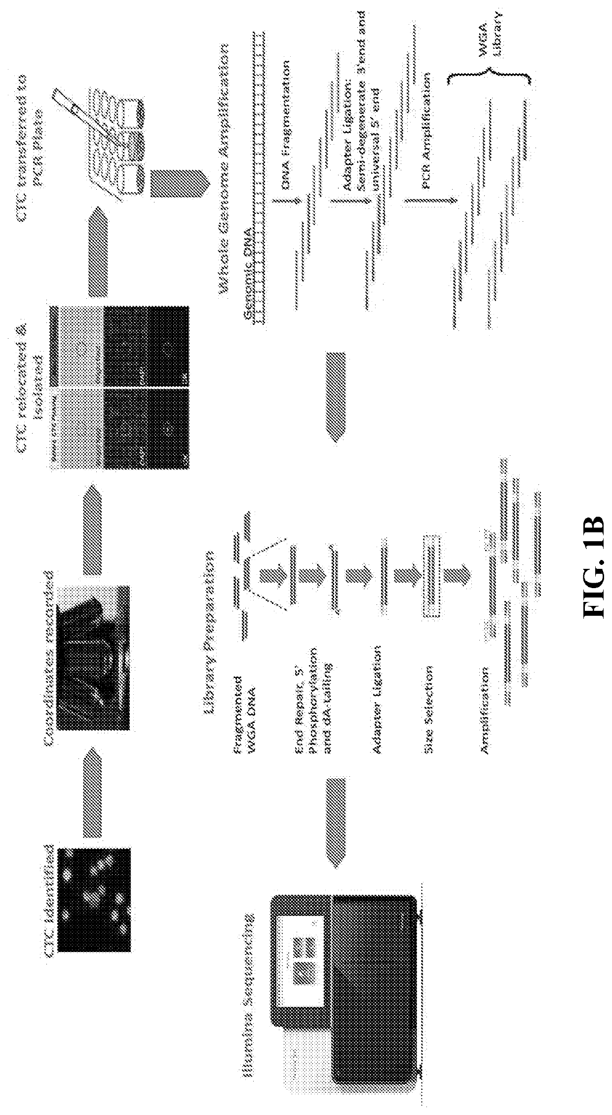 Methods of determining therapies based on single cell characterization of circulating tumor cells (CTCS) in metastatic disease