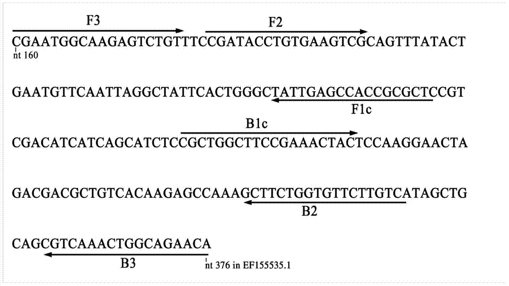 Quantitative detection method for FOC race 4 from soil