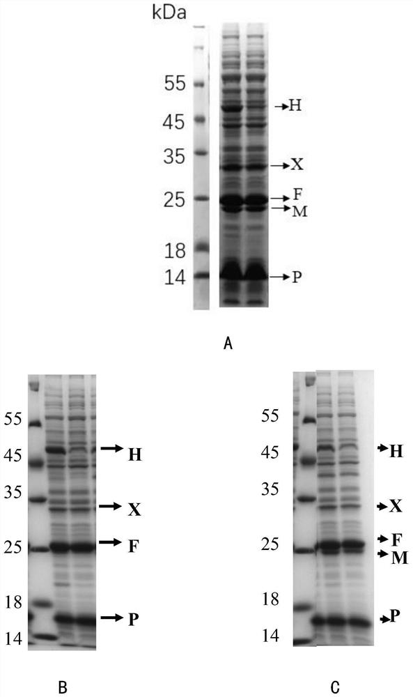 Recombinant Escherichia coli producing n-acetyl-5-hydroxytryptamine and its construction method and application
