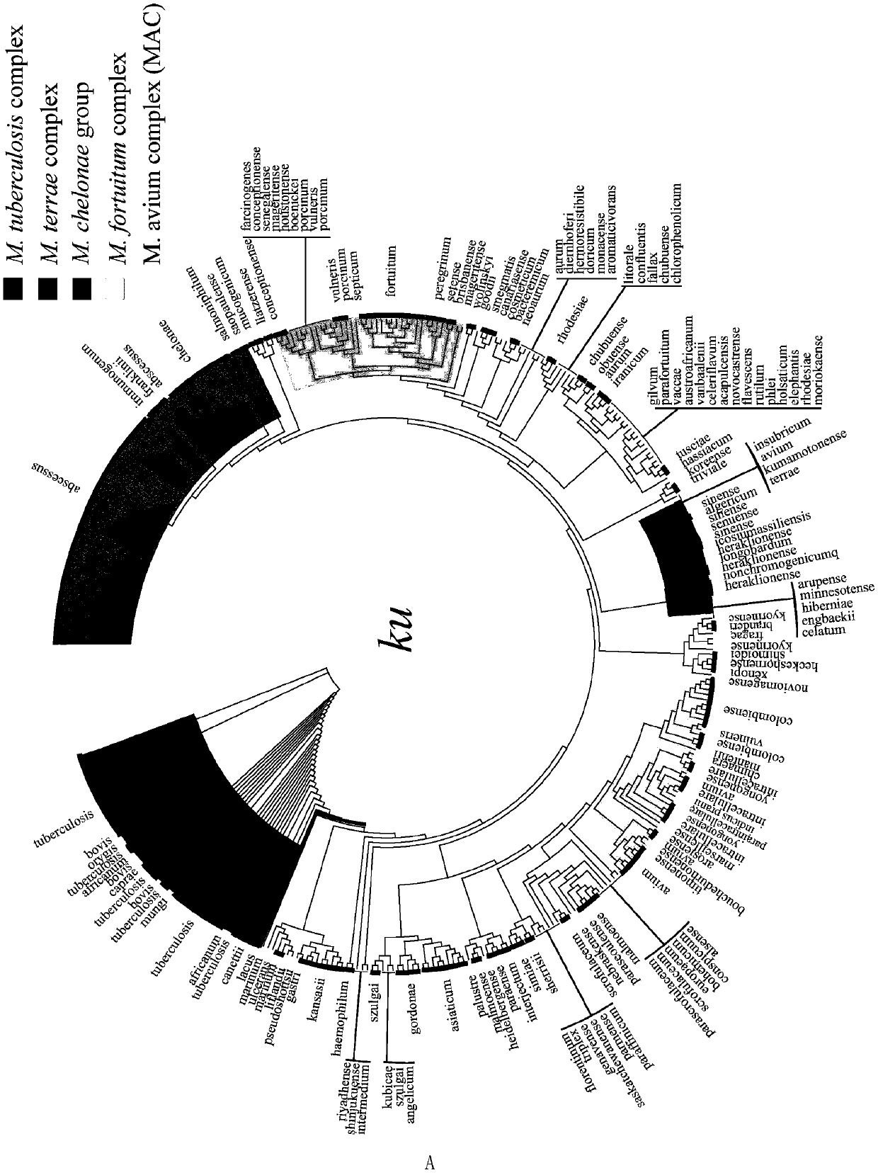 Application of mycobacteria Ku protein