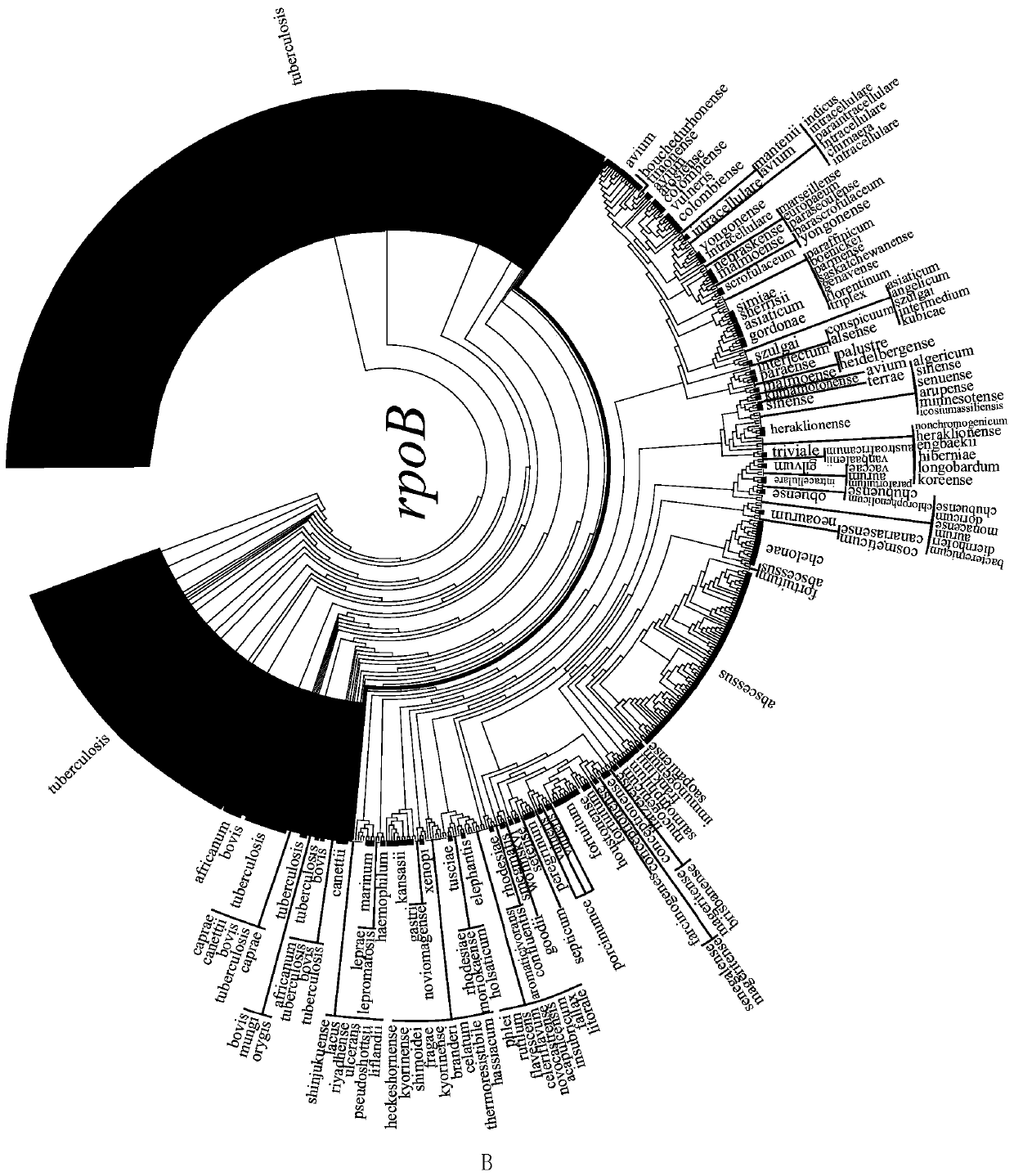 Application of mycobacteria Ku protein