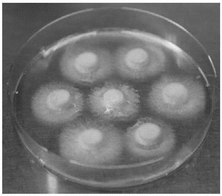Preparing method of protoplast of edible mushrooms and protoplast