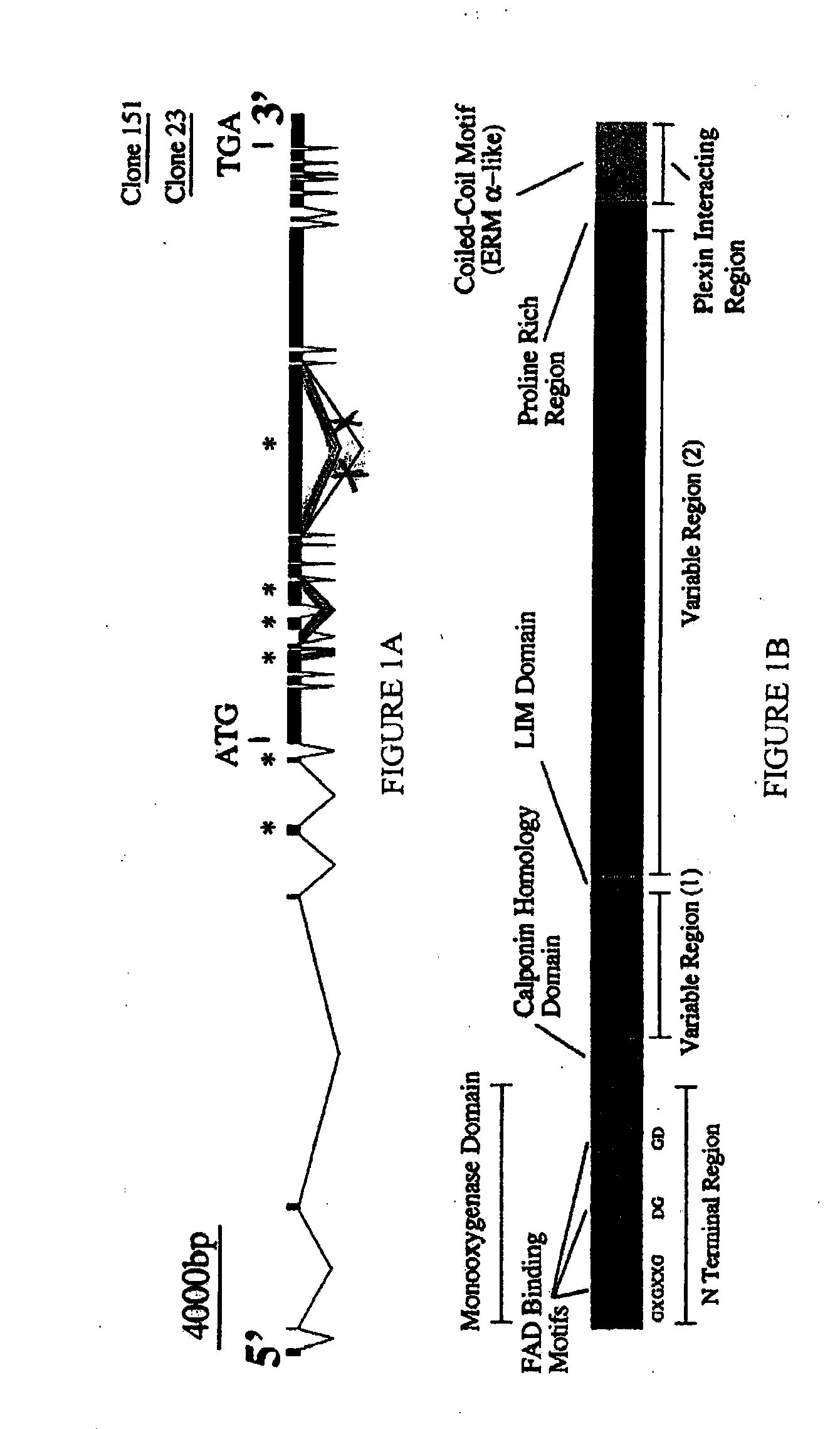 Molecules interacting with casl (MICAL) polynucleotides, polypeptides, and methods of using the same