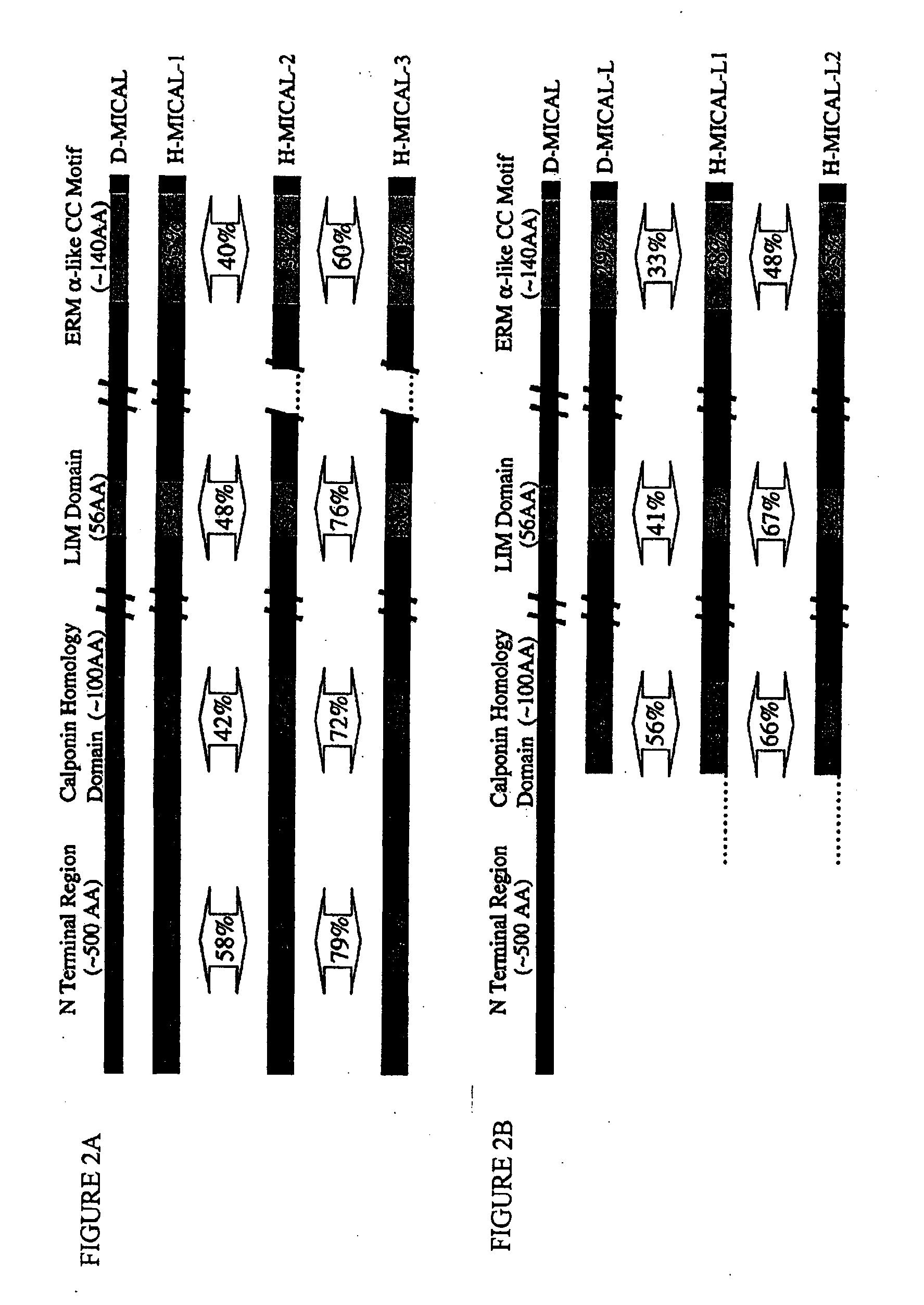 Molecules interacting with casl (MICAL) polynucleotides, polypeptides, and methods of using the same