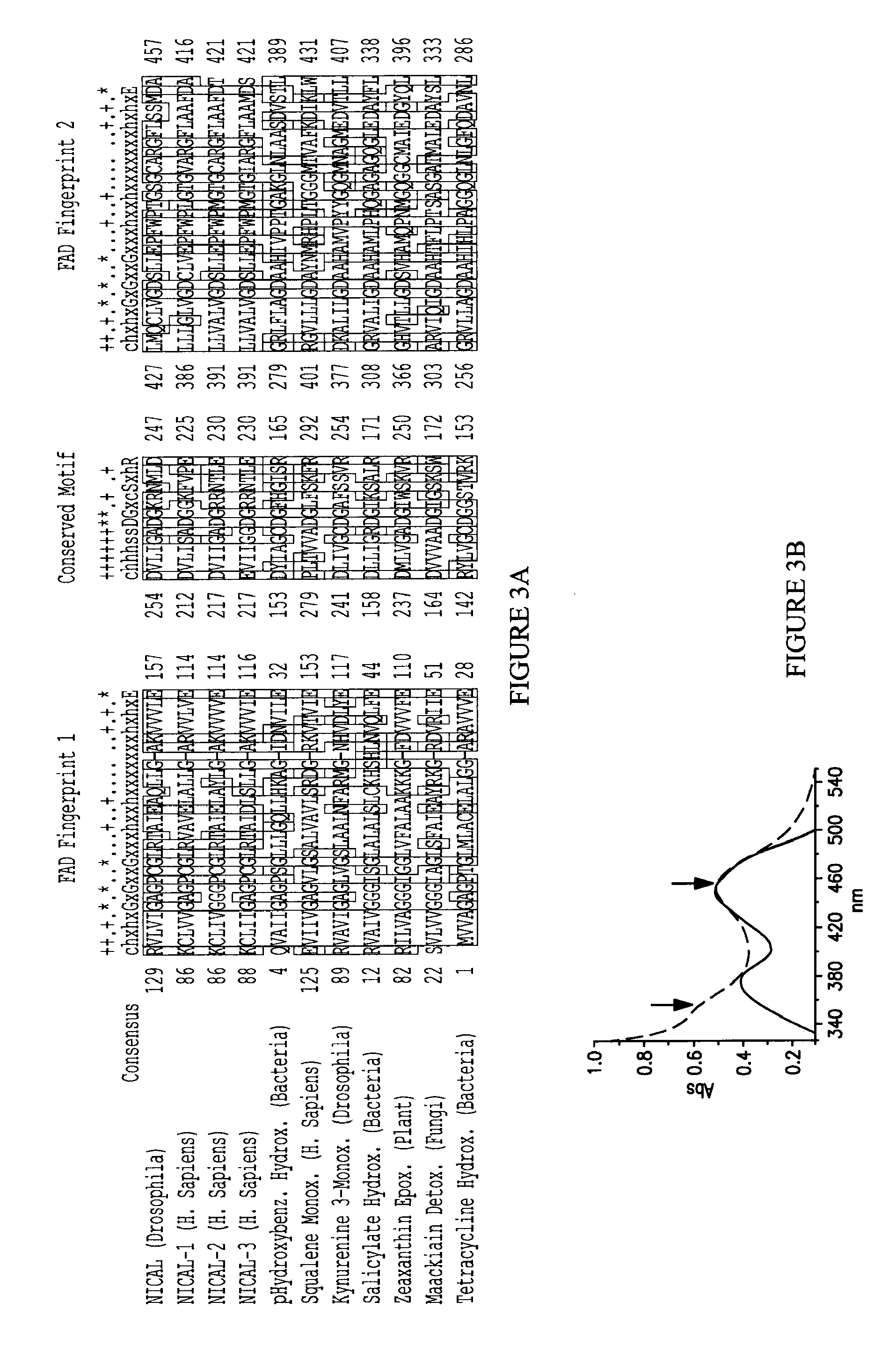 Molecules interacting with casl (MICAL) polynucleotides, polypeptides, and methods of using the same