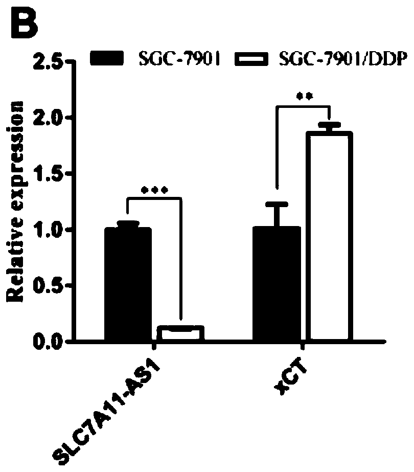 Application of lncRNA SLC7A11-AS1 as stomach cancer drug-resistance diagnosis marker