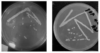 Separation and identification method of microorganism causing mildew of fermented chili