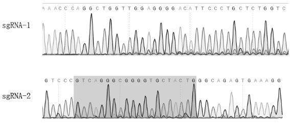 A kind of gene sequence and application thereof for effectively inhibiting type II prrsv infection