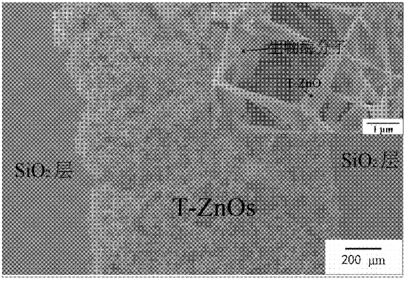 Biosensor base on zinc oxide and high electron mobility transistor and its preparation method