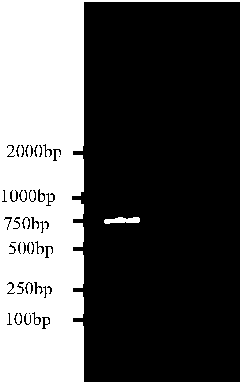 Method of preparing DNA probe, kit and application thereof