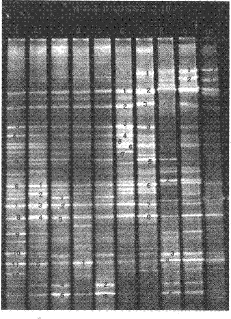 Predominant bacteria in microbial population of Pu'er tea and spectrum for predominant bacteria