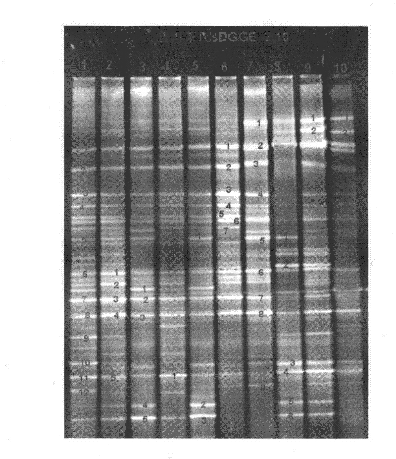 Predominant bacteria in microbial population of Pu'er tea and spectrum for predominant bacteria