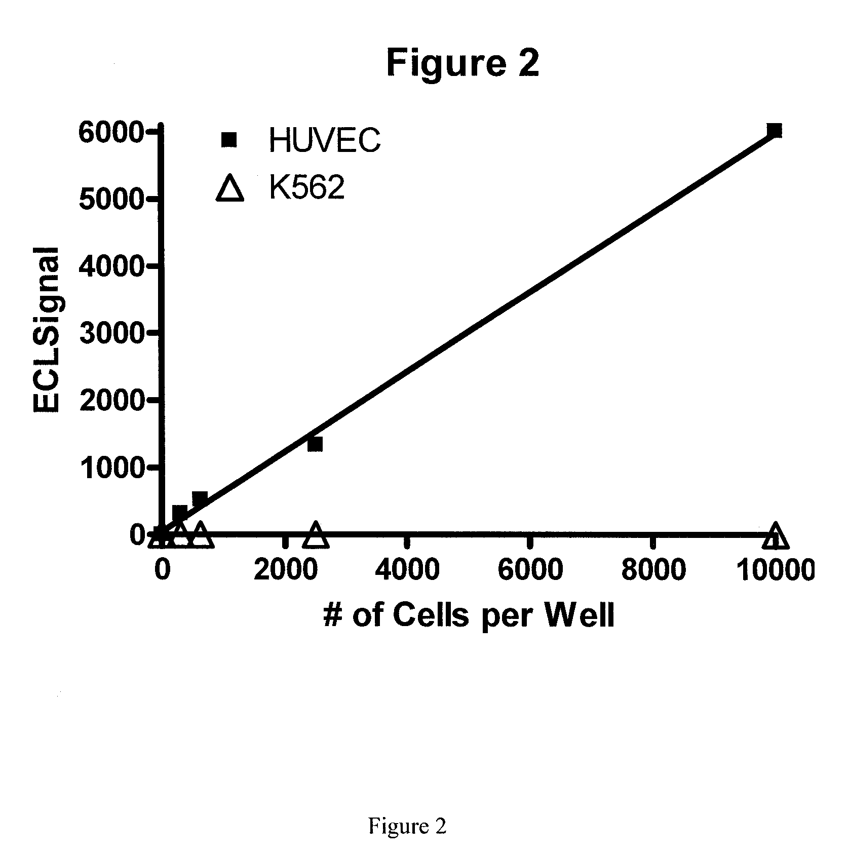 Detection of circulating endothelial cells