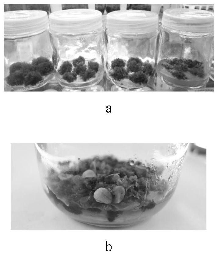 Tissue culture and rapid propagation method of cynanchum glaucescens