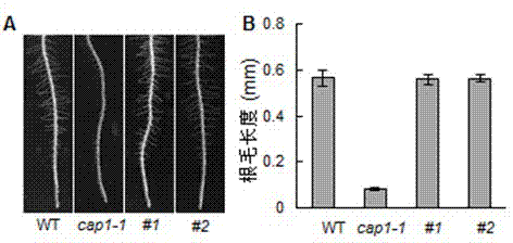 Application of arabidopsis thaliana At5g61350 gene to aspect of root system development