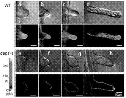 Application of arabidopsis thaliana At5g61350 gene to aspect of root system development