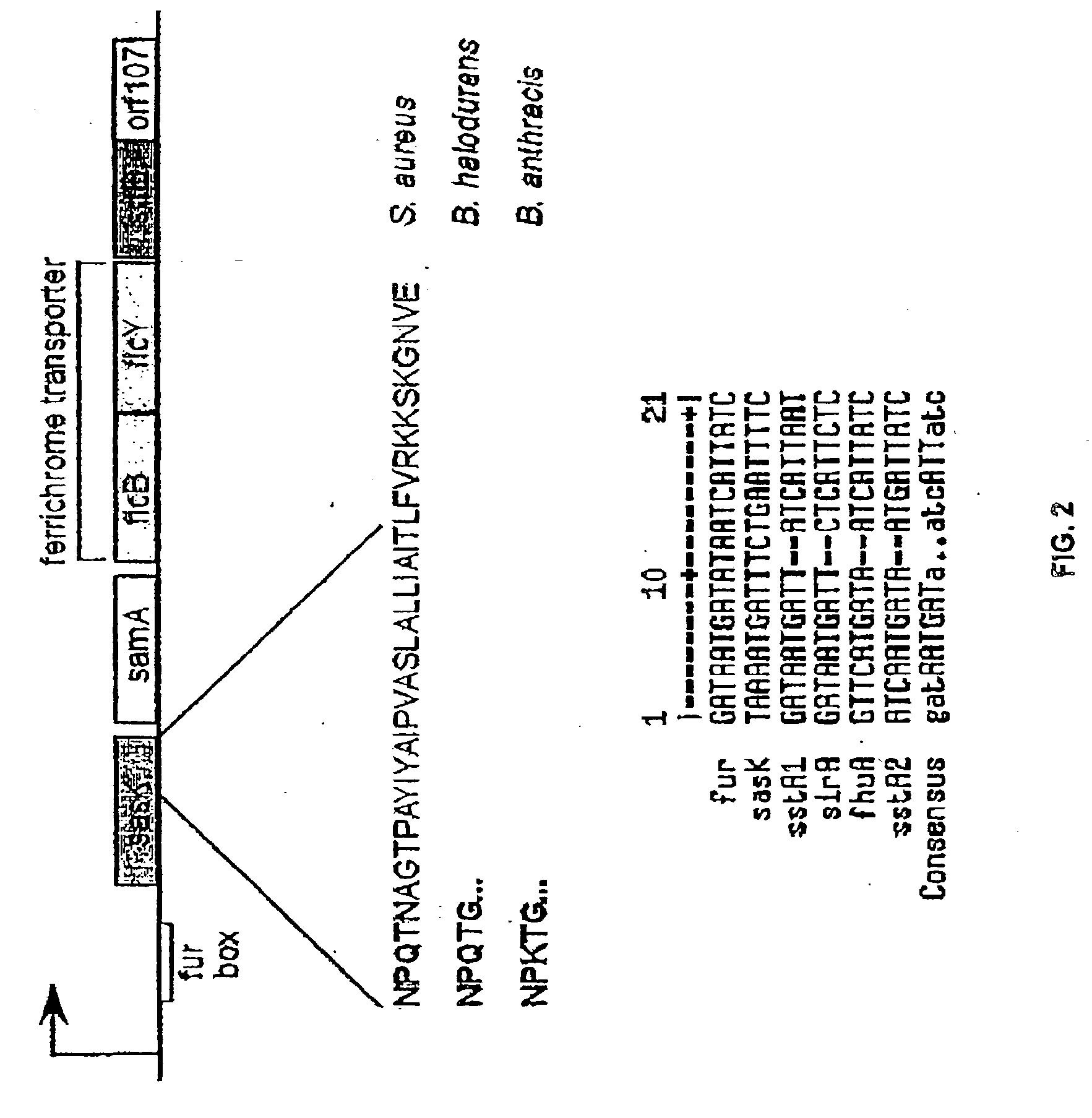 Methods and compositions involving sortase B