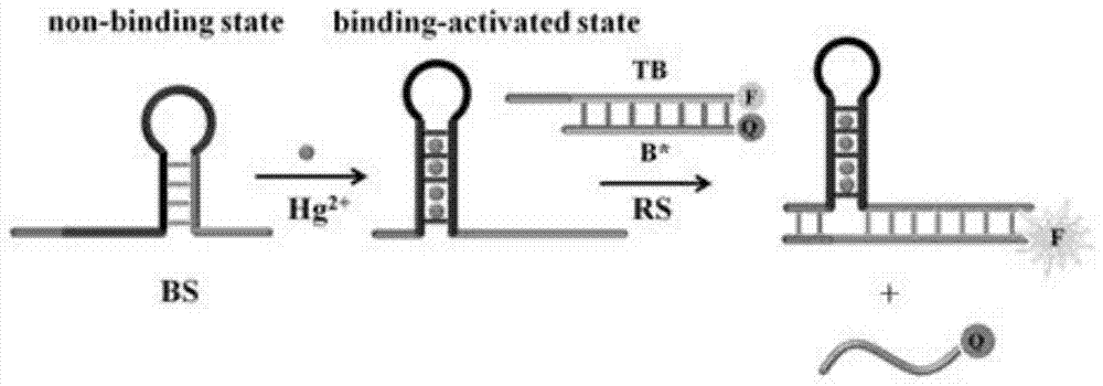 A suture toehold activation method and toolkit for regulated DNA strand displacement reactions