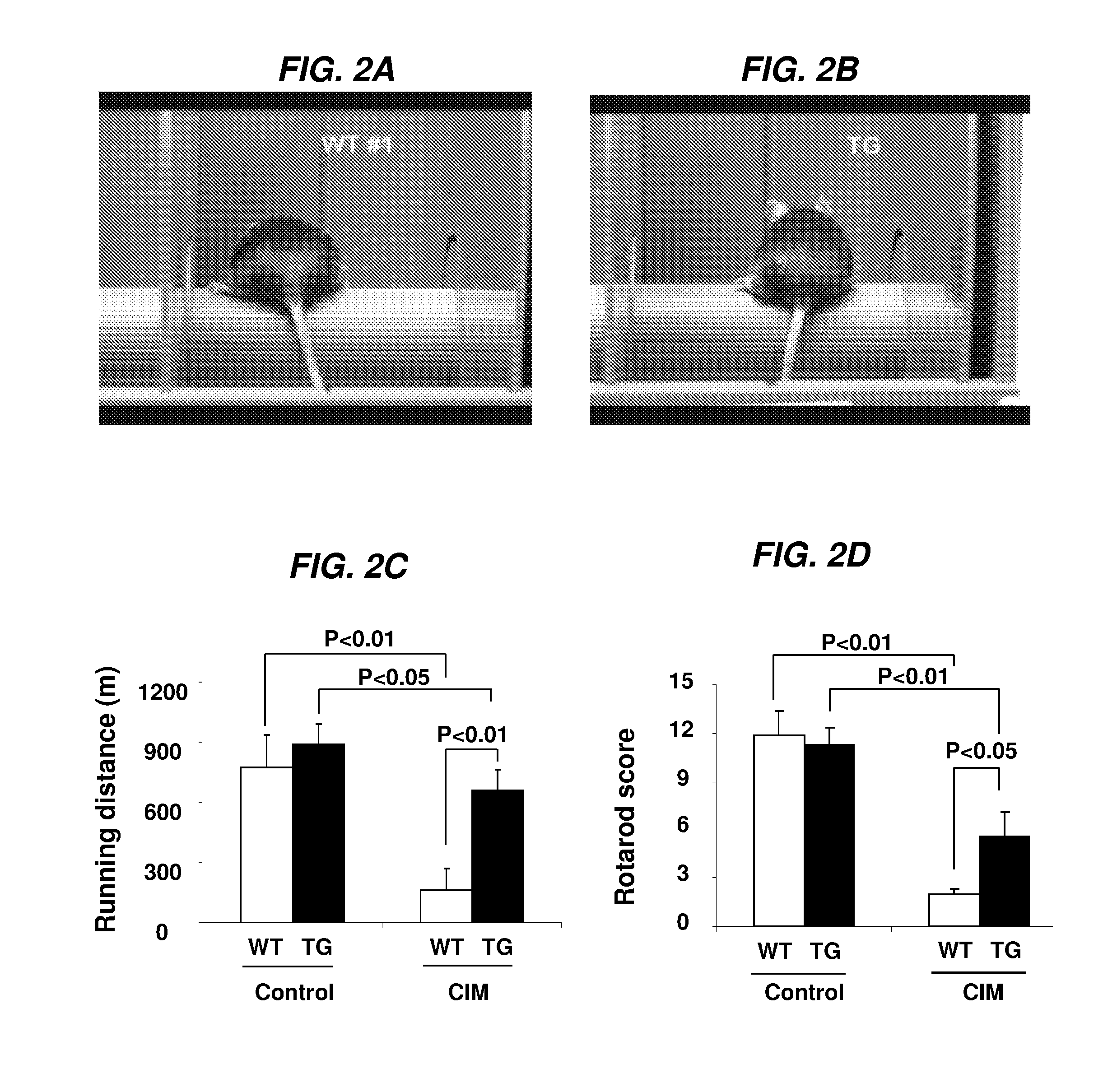 Utility of insulin-like 6 (INSL6) for the treatment of autoimmune diseases