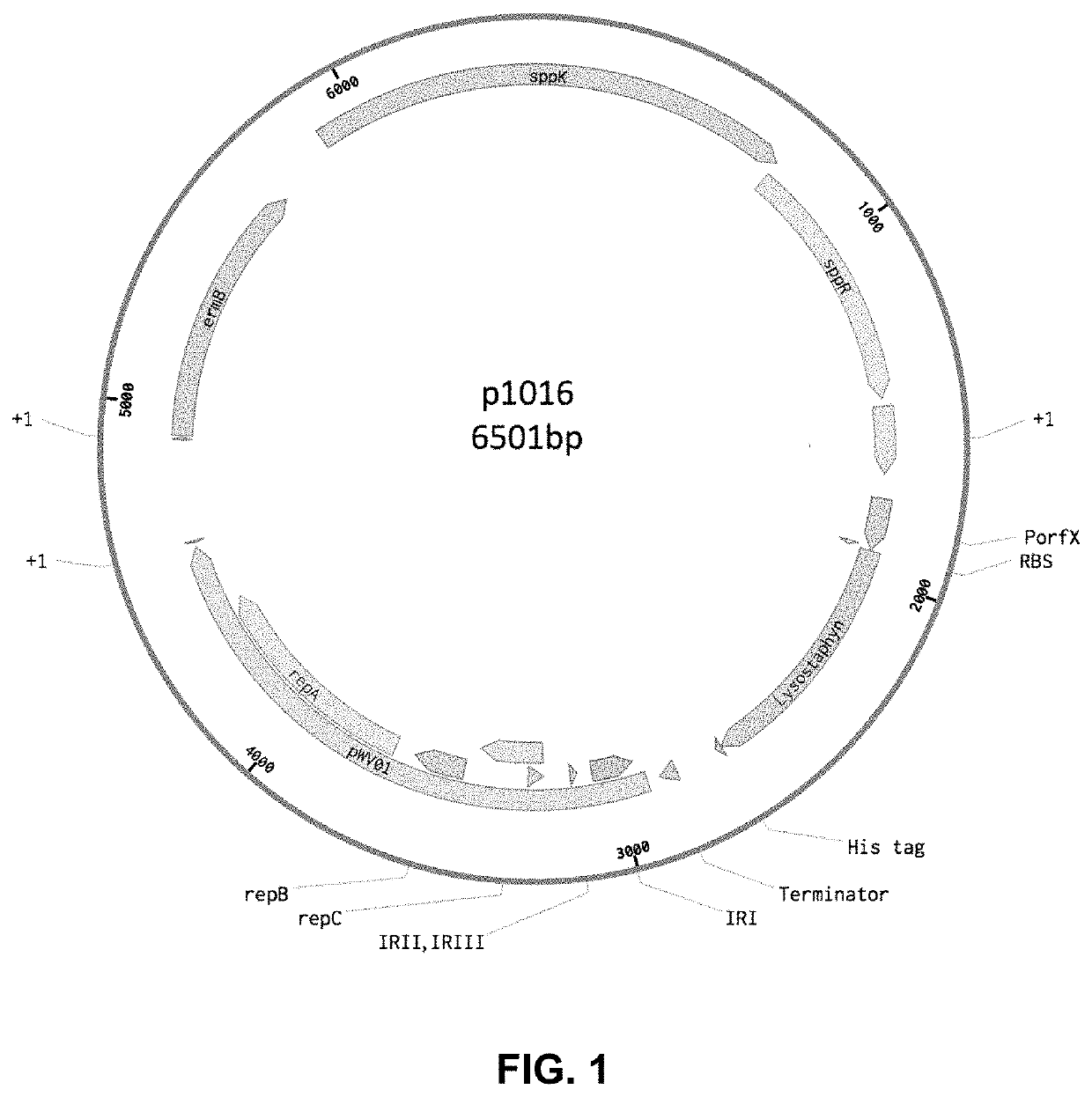 Cosmetic use of engineered postbiotics comprising bacteriocins and/or endolysins