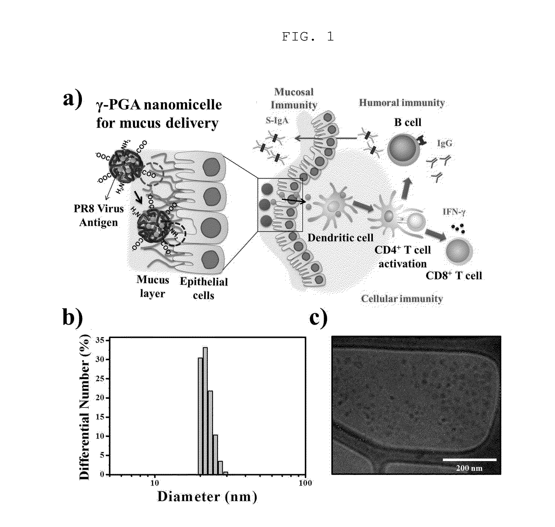 MUCOUS LAYER-ADHESIVE POLY-r-GLUTAMIC ACID NANOMICELLES AND DRUG DELIVERY SYSTEM USING SAME
