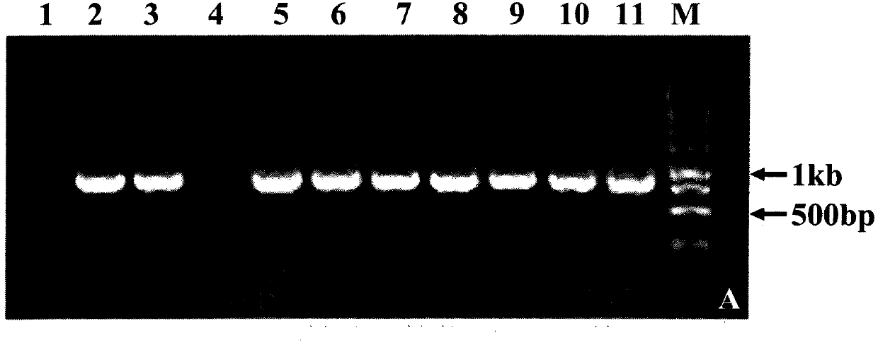 Caragana korshinskii Kom. transcription factor CkMYB4 and its gene
