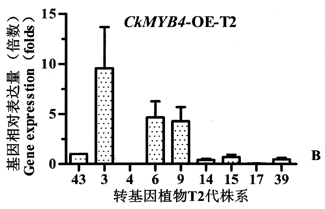 Caragana korshinskii Kom. transcription factor CkMYB4 and its gene