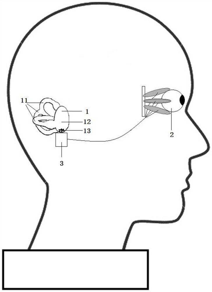 Inner ear balancer demonstration teaching aid