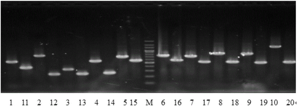 Bacillus subtilis recombinant strain as well as preparation method and application thereof