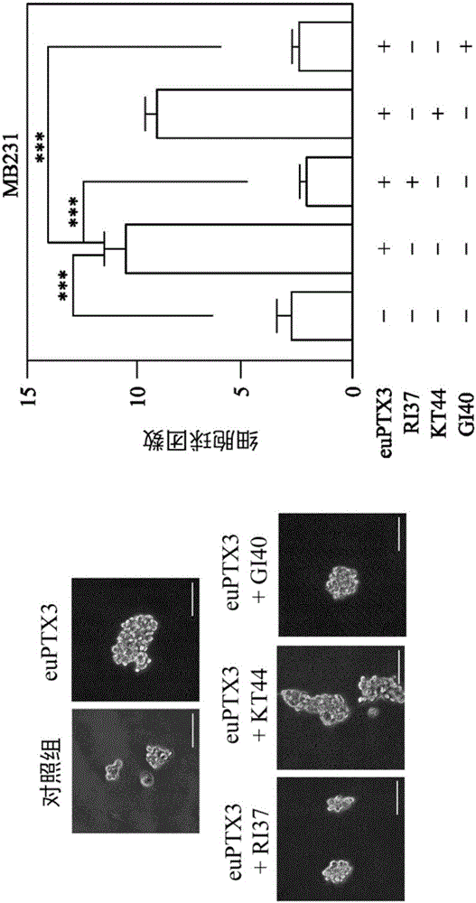 Short peptide therapy agent for inhibiting activity of cancer cells and medicine composition comprising same
