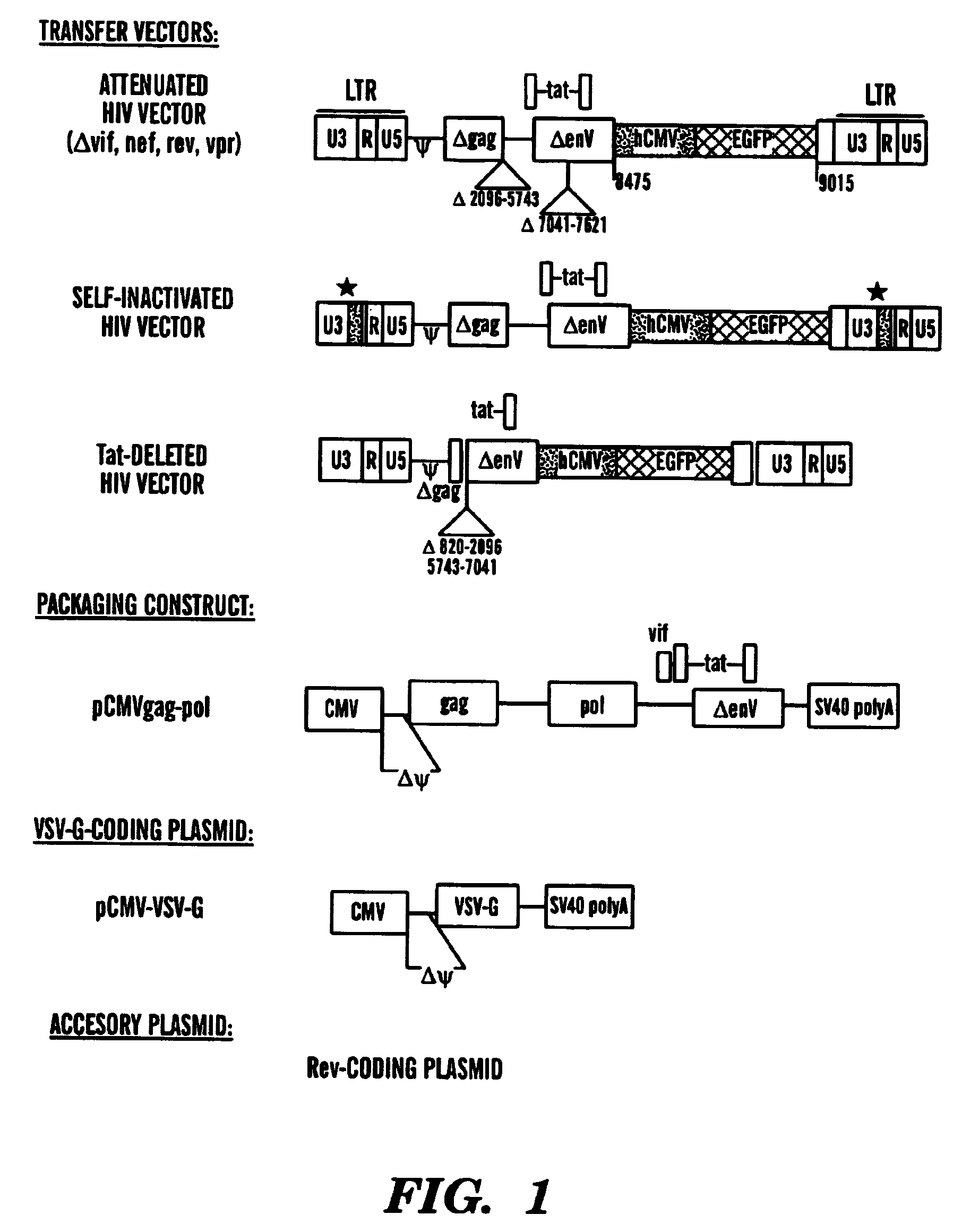 Pseudotyped lentiviral vectors and uses thereof