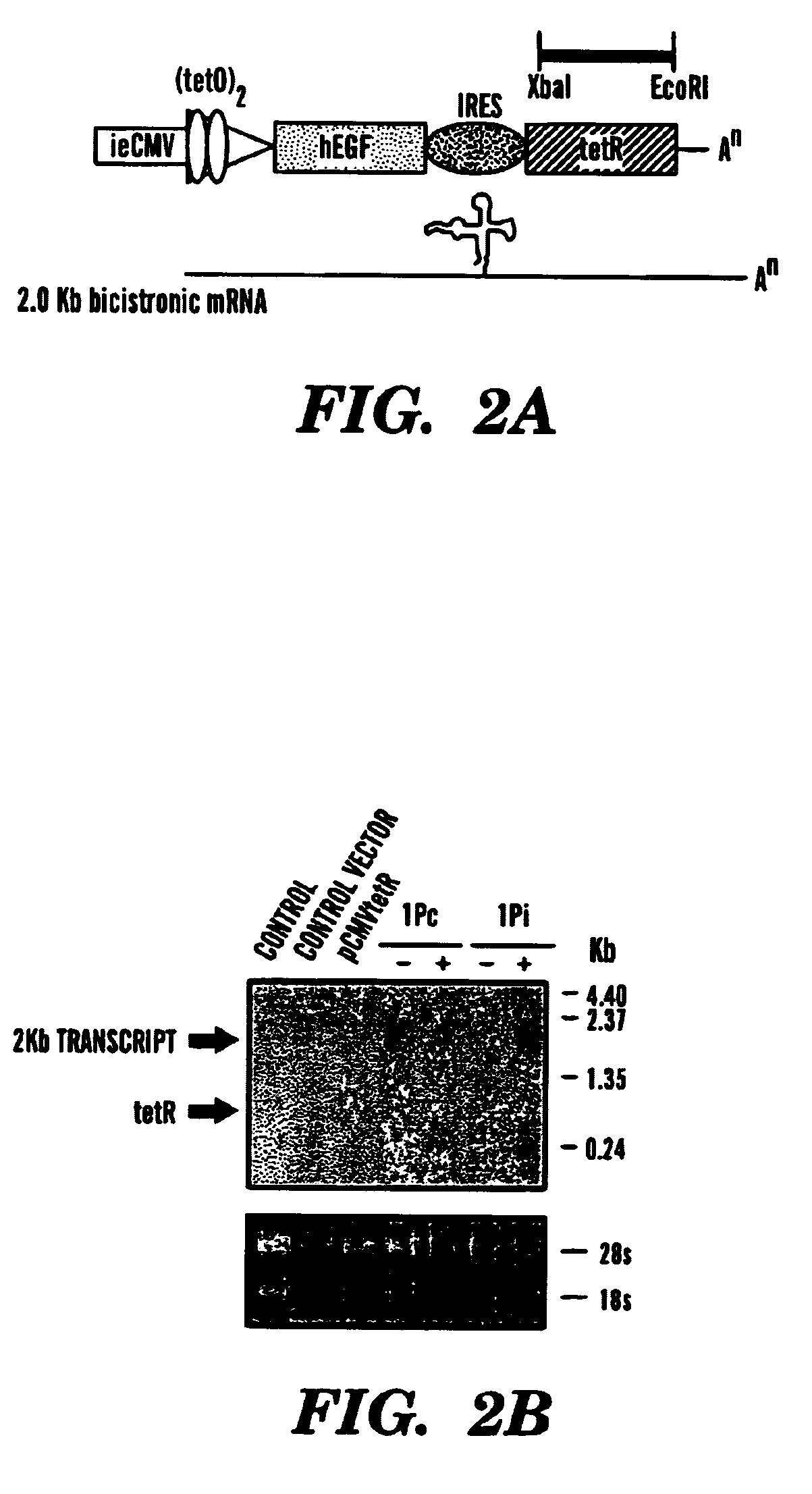 Pseudotyped lentiviral vectors and uses thereof