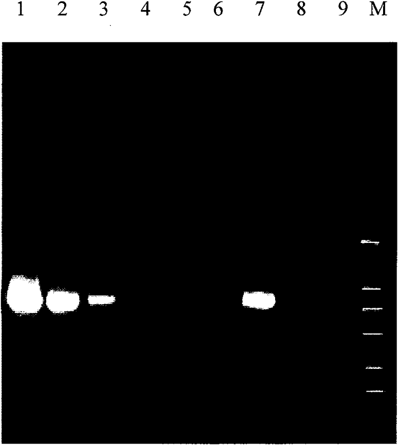 Quality evaluation process of inactivate effect of methylen blue photochemical virus and quality-controlling products thereof