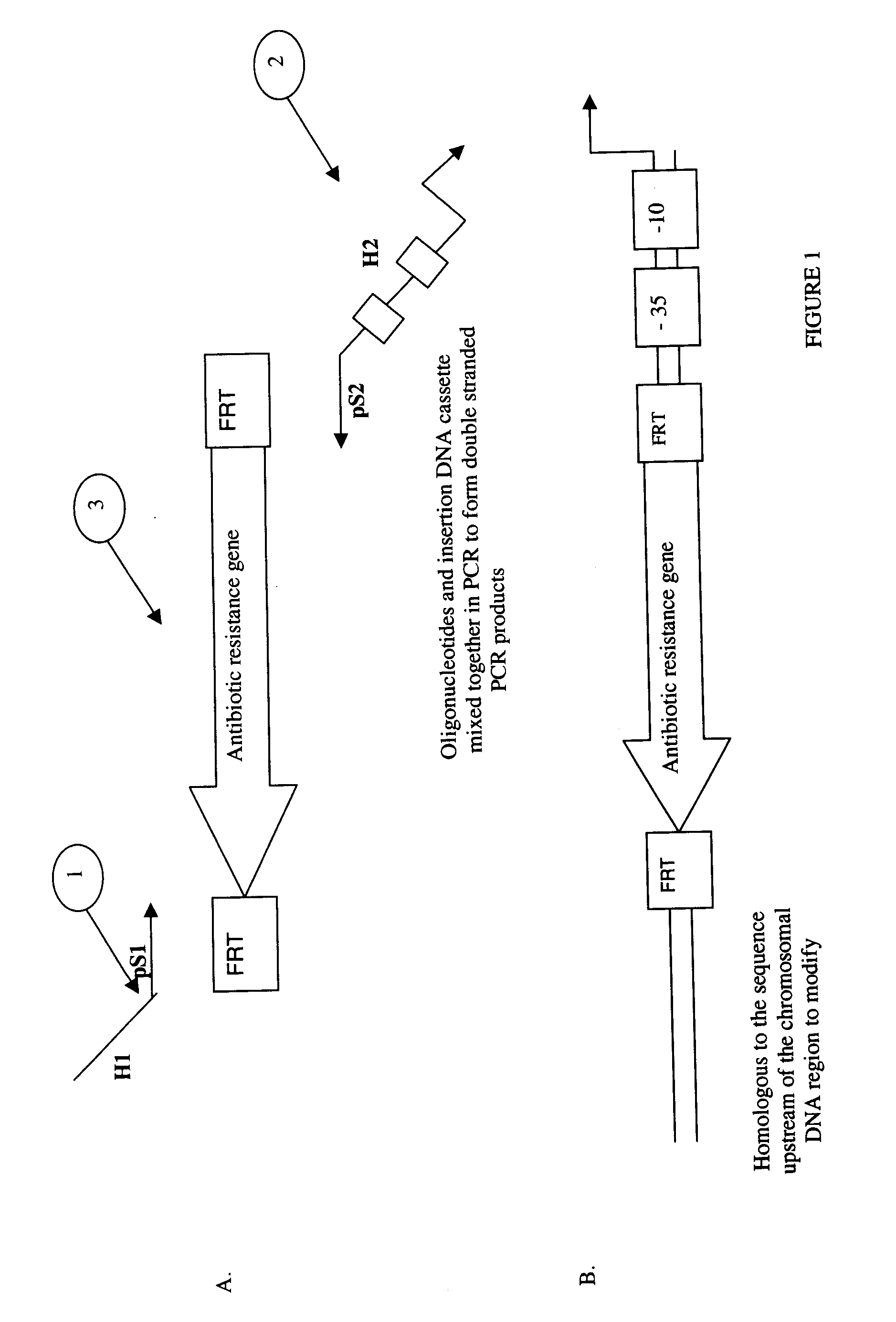 Method of Creating a Library of Bacterial Clones with Varying Levels of Gene Expression