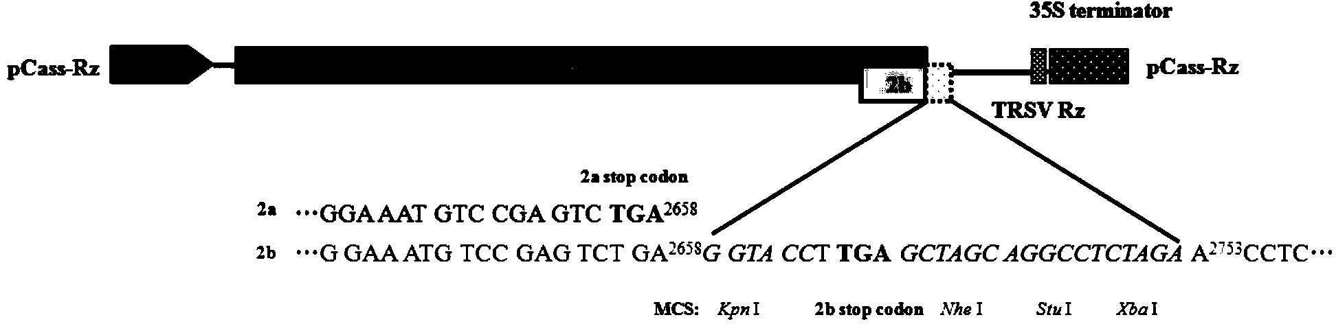 Cucumber mosaic virus induced gene silencing system and application thereof