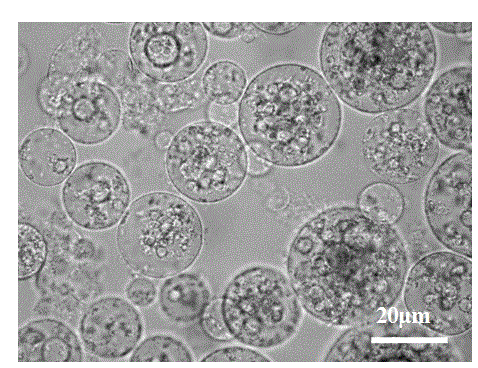 Nanometer composite porous gel microsphere and preparation method thereof