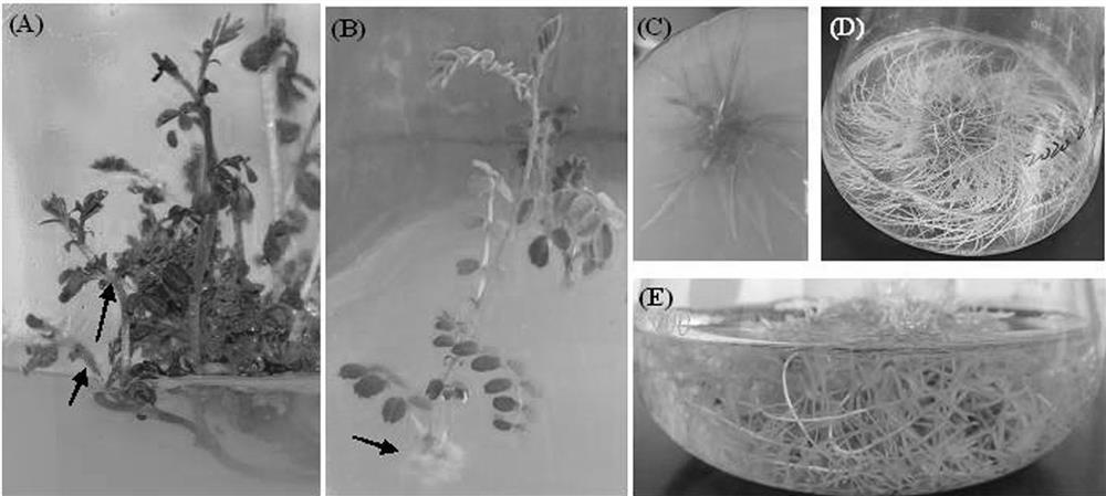Application of n-hexanol in induction of growth of adventitious roots of astragalus membranaceus and synthesis and accumulation of multiple active ingredients of astragalus membranaceus