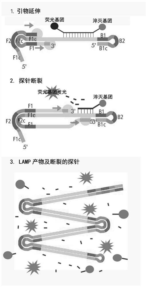 Dual fluorescent rt-lamp detection group, kit and application for visual identification of foot-and-mouth disease virus and bluetongue virus