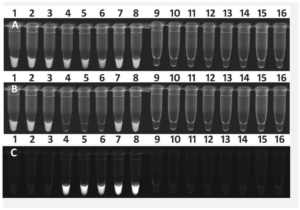 Dual fluorescent rt-lamp detection group, kit and application for visual identification of foot-and-mouth disease virus and bluetongue virus