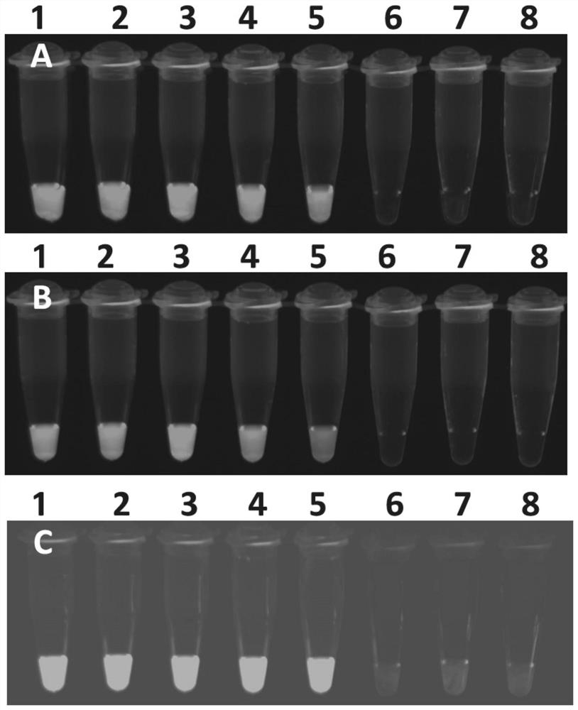 Dual fluorescent rt-lamp detection group, kit and application for visual identification of foot-and-mouth disease virus and bluetongue virus